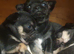 Beautiful chihuahua puppies
