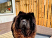 2 year old male chow chow