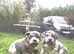 American bully