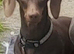Female Dachound