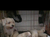Maltese puppies for sale