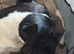 Puppy frenchies