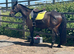Maisie – 15.3hh, 16yo TB cross Mare – A True Confidence Giver ️