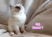 Ragdoll kittens - Exceptional