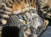 Bengal kittens x3 pedigree tica reg