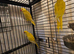 3 Lutino ringneck