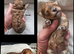 Maltipoo f1b, 2 boys 5 girls, £1500/£1600