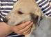 Stunning top quality lurcher puppies