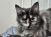 Mainecoon female