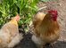 Bantam cockerels in need of new homes