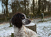Sprocker Dog