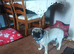 Rehome