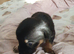 Puppies