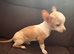 Male chihuahua