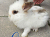 Lionhead baby