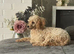 Stunning toy poodles