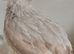 Male button quail