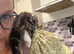 Tabby kittens ready now