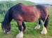 Bay Cob Filly 3yrs old, Rising 13.1HH