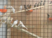 Mosaic canaries