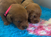 Outstanding miniature Labeadoodles both parents fully health tested licensed breeder