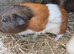 Young guinea pigs looking for new homes