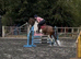 15.1hh Cob x Hackney