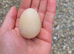Hatching Guinea Fowl eggs