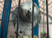 Parrot