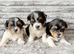 Beautiful Biewer Terriers