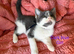 9 beautiful kittens