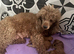2 stunning miniature poodle boys