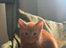 Last remaning beautiful fluffy kitten (mum is half maine coon)
