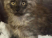Maine coon