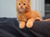 Beautiful ginger mainecoon boy