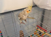Tame Young Baby Pied Cockatiel