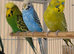 Young Indoor-Raised Budgies perfect pets Cheshire