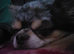 Male 2yr old chihuaha Dwkc miele