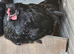 Cockerels Looking For Forever Homes