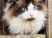 Bi-colour Ragdoll Male