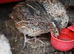 200 Japanese Jambo Quails for Sale.