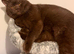 British shorthair kittens