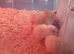 8 x white star chicks