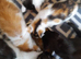 Gorgeous Ragamuffin X kittens.