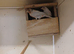 Opal Mexican house finches for sale.