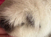 Guinea pig Swiss white Californian boar