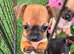 KC REG CHIHUAHUAS LAST BOY READY NOW!
