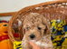 Beautiful asian maltipoo puppys