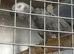 Breeding male proven