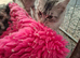 Male kittens ready to leave shortly
